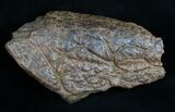 Triceratops Frill Shield Section - Montana #11376-1
